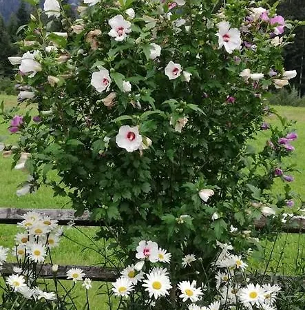 Marianne אבטנאו