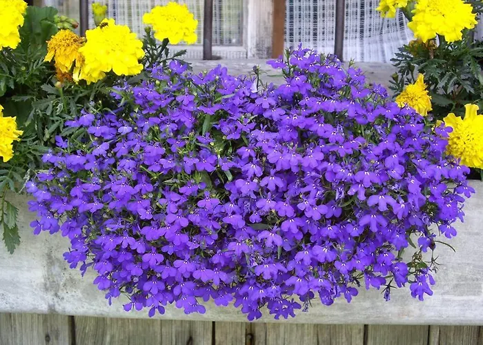 Marianne Διαμέρισμα