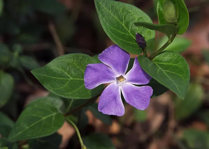 Marianne Διαμέρισμα *